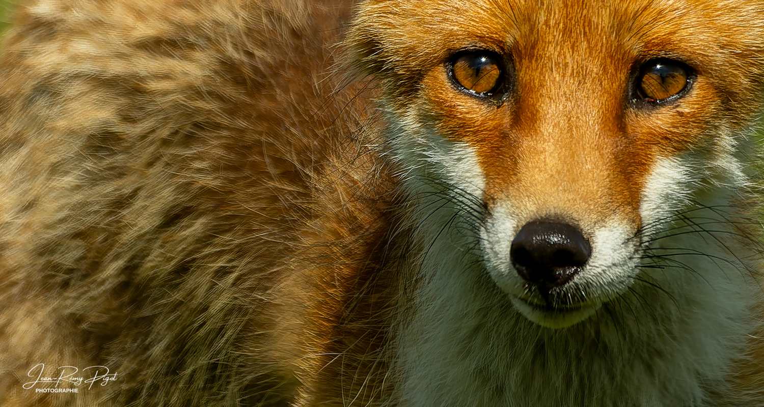 A close-up portrait of an alert red fox with bright amber eyes and rusty orange fur in natural lighting.