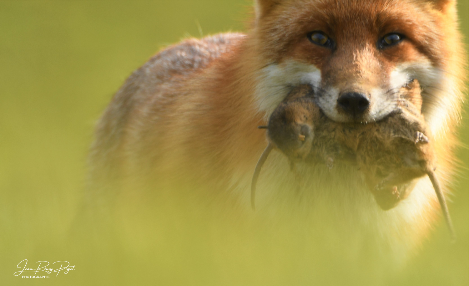Close-up portrait of a red fox with soft golden lighting and blurred green background.