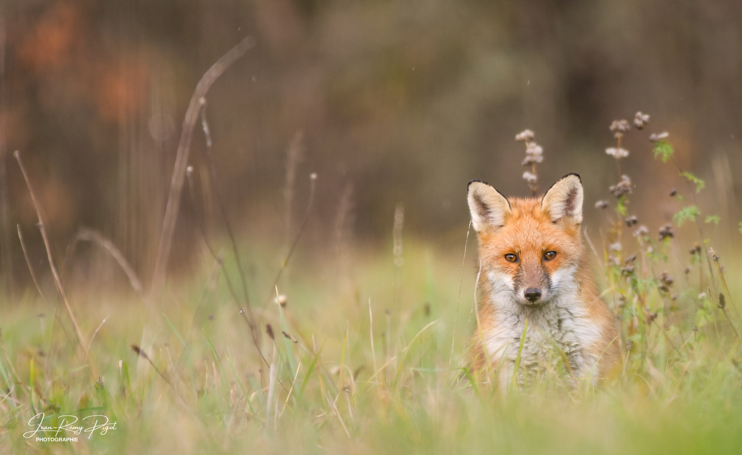 A red fox peeks through tall grass in a natural outdoor setting during autumn.