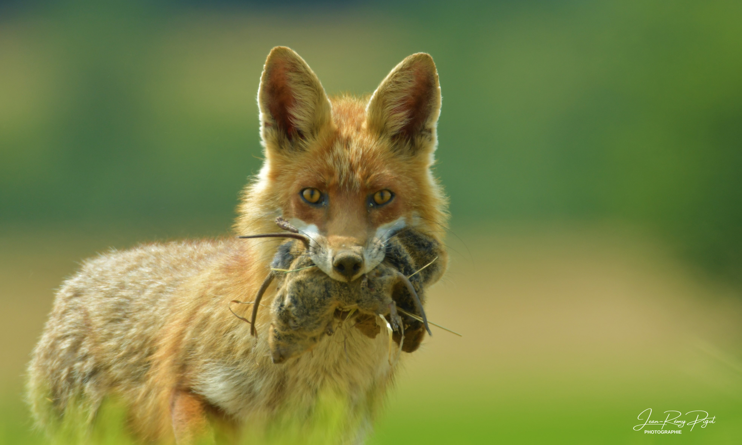 A red fox with prey in its mouth stands alert in a green field during golden hour lighting.