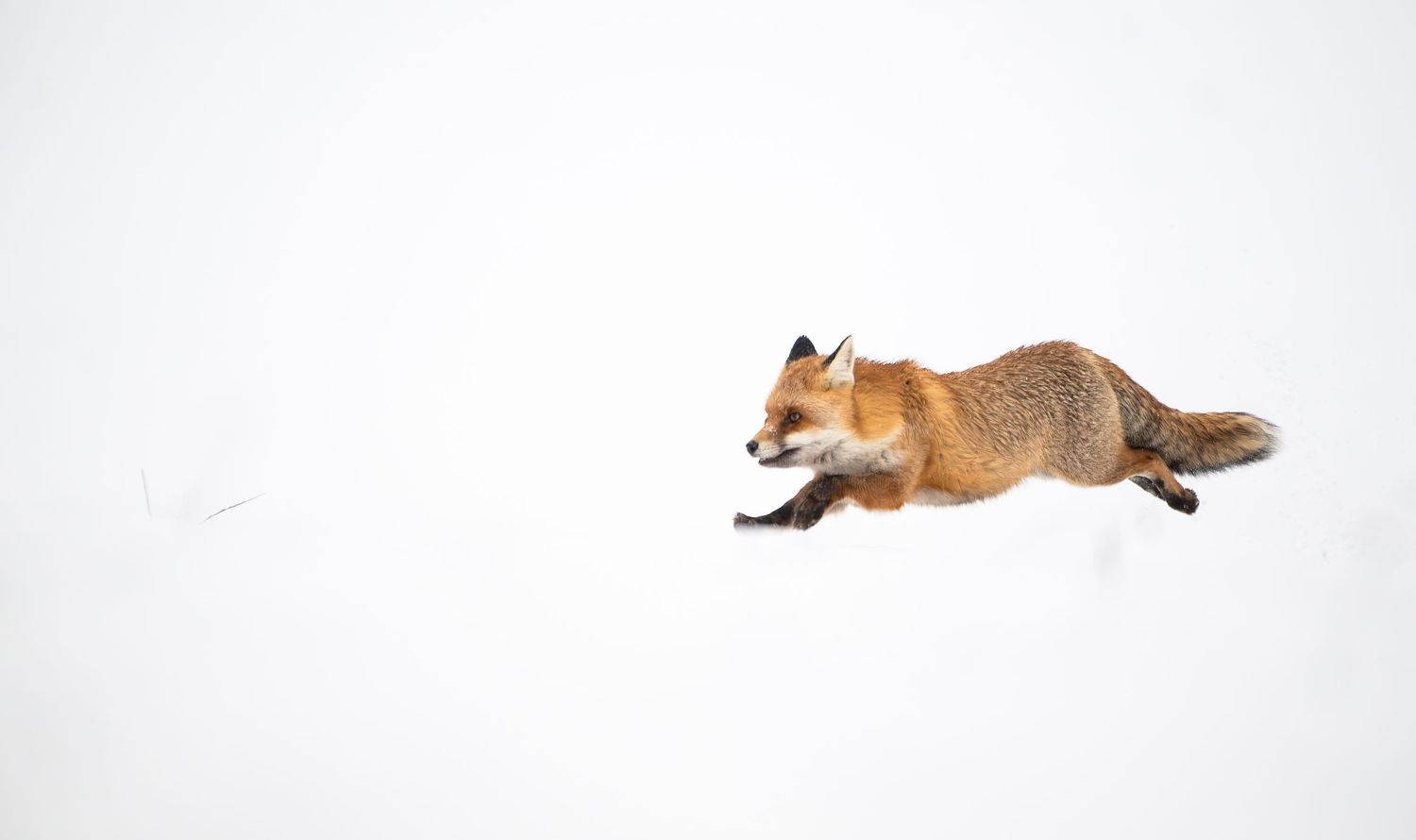 Red fox running and leaping through deep white snow in winter landscape.