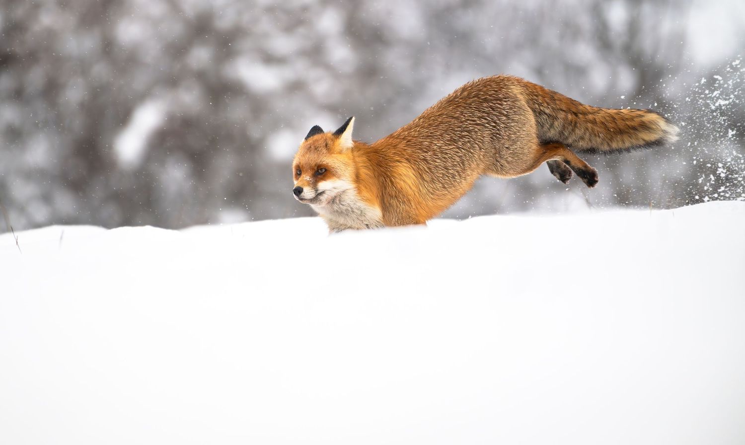 A red fox trots through deep winter snow leaving paw prints in its trail during a snowy day.