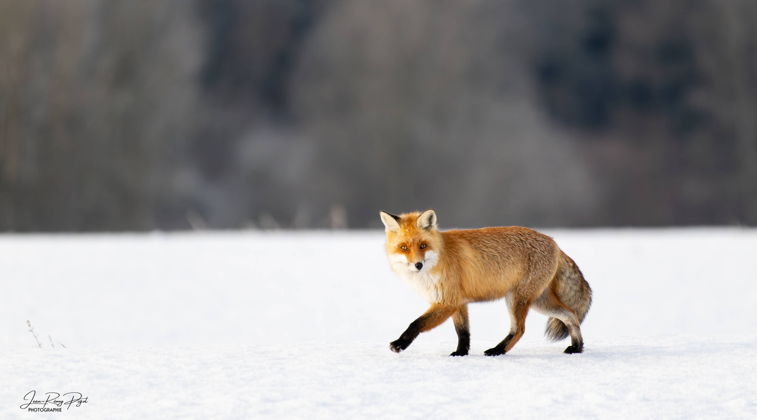 Red fox walking through snowy landscape with white winter coat and bushy tail visible in natural habitat.