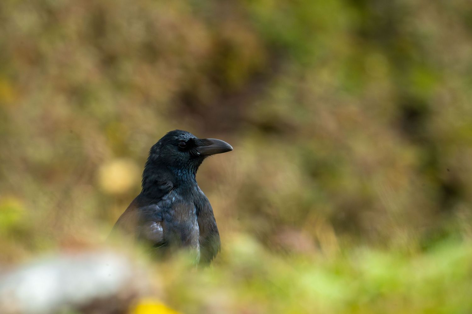 Close-up of a black raven perched on a branch with blurred natural background.