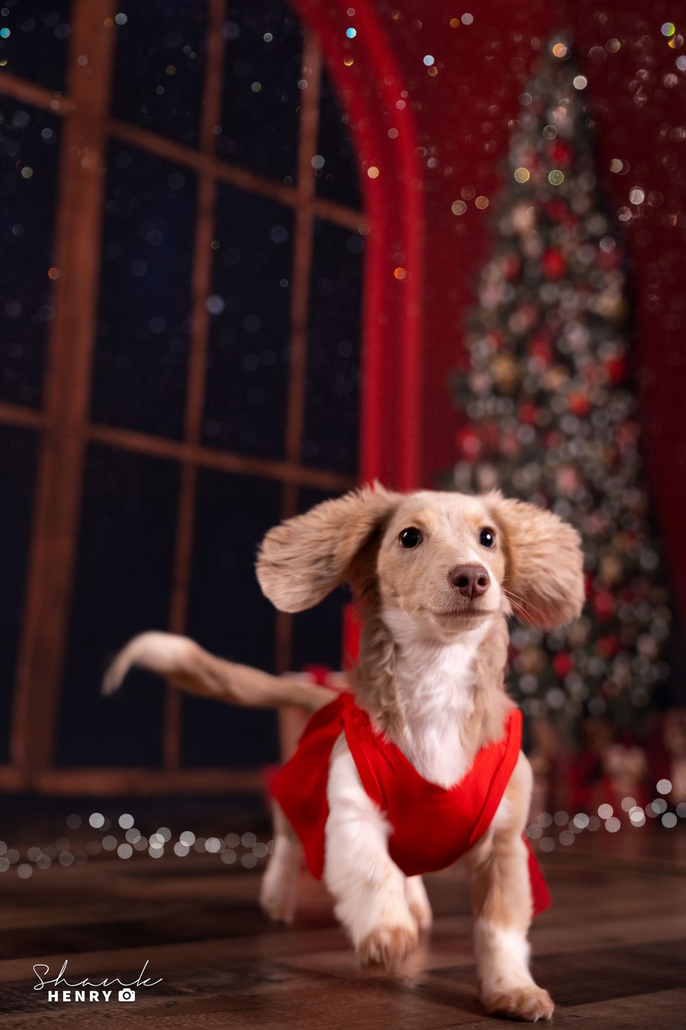 Playful dachshund puppy in red vest jumps against Christmas tree background.