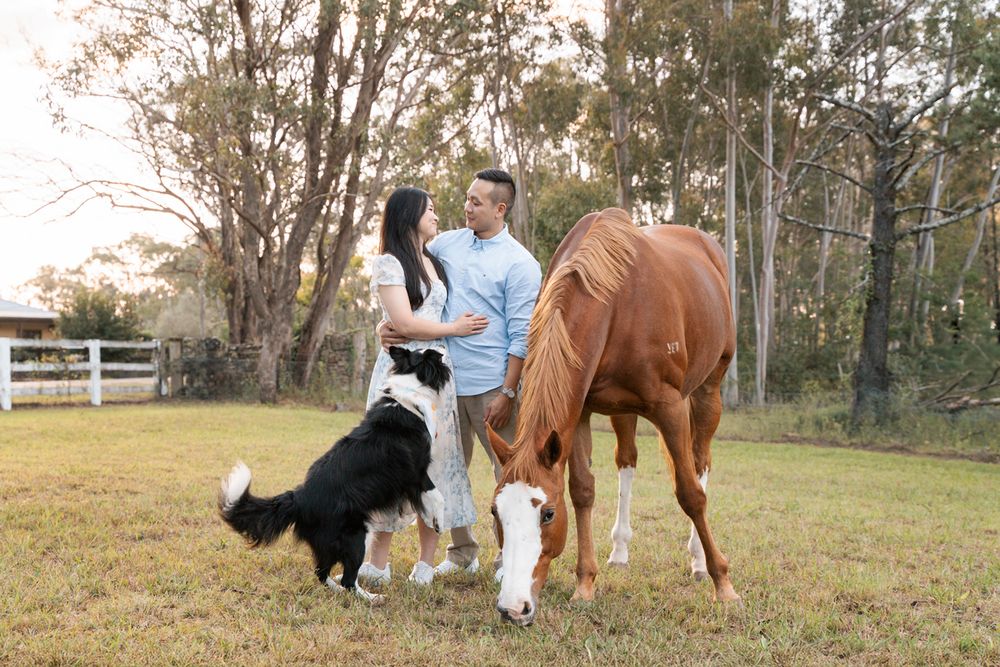 a photoshoot with horses and a couples border collie near the Scheyville national park in Sydney.jpg