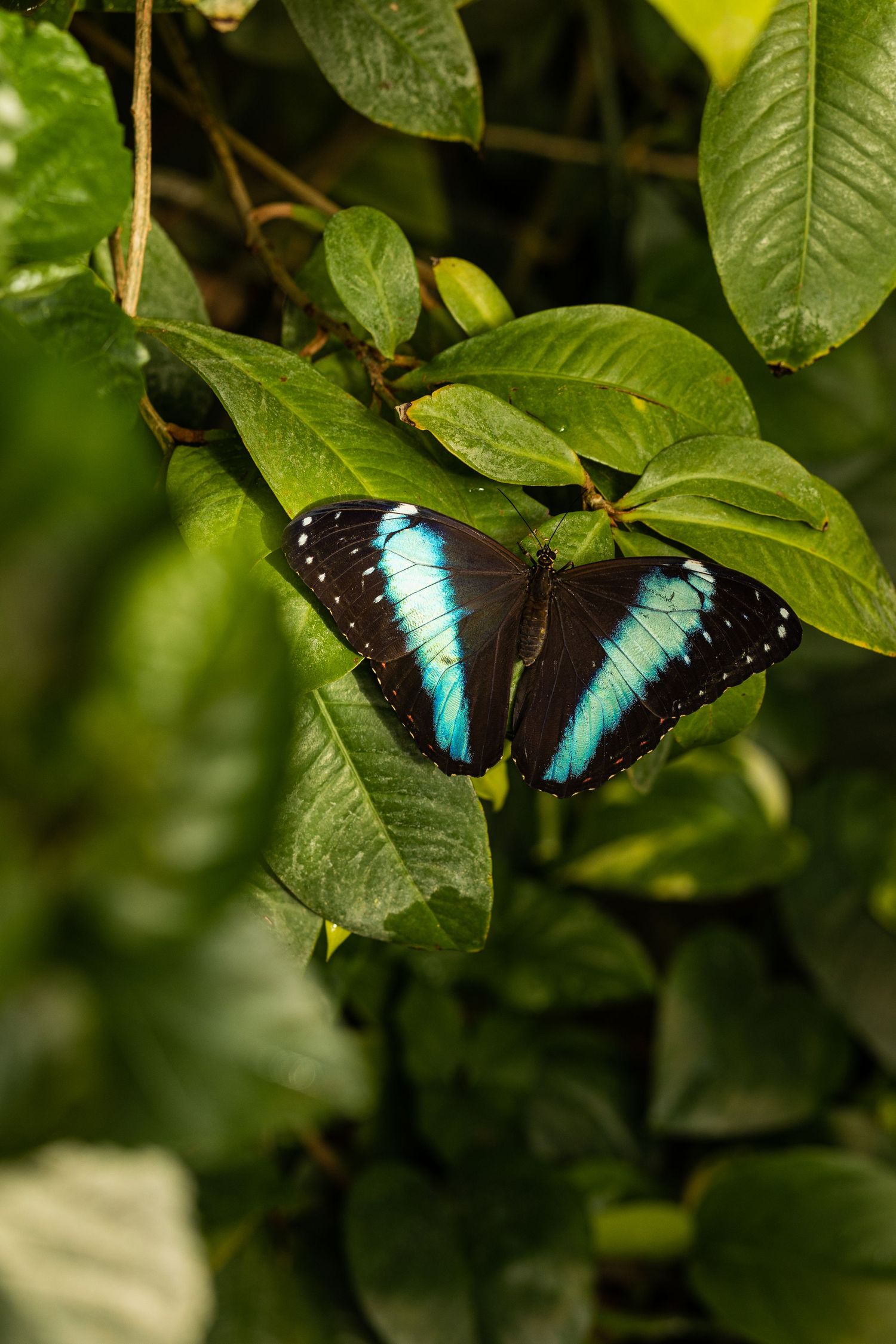 A beautiful blue and black butterfly rests on dark green leaves in a garden setting.