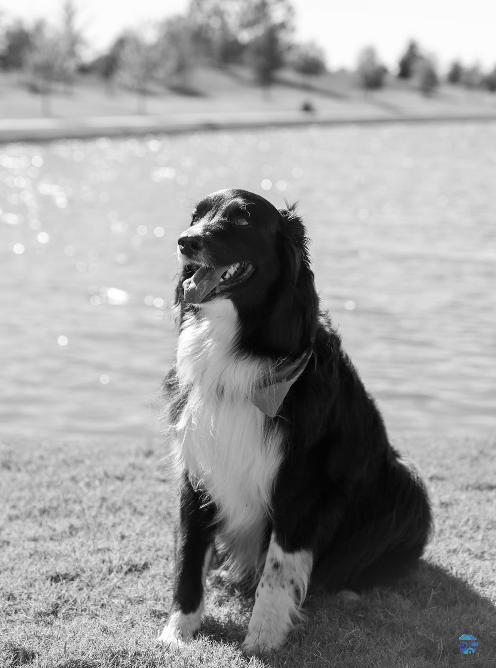 A black and white Border Collie sits attentively on grass against a blurred outdoor background.