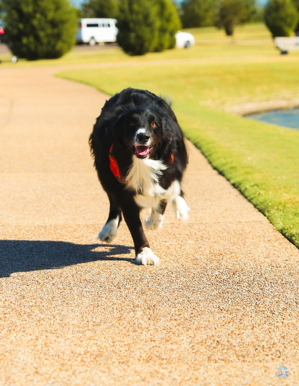 A happy black and white Border Collie walking on a paved path with green grass and water in the background.