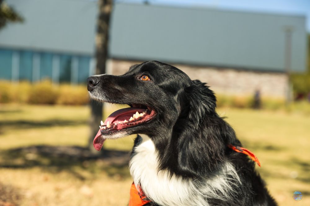 Border collie with black and white fur smiling in sunlight while wearing an orange harness.