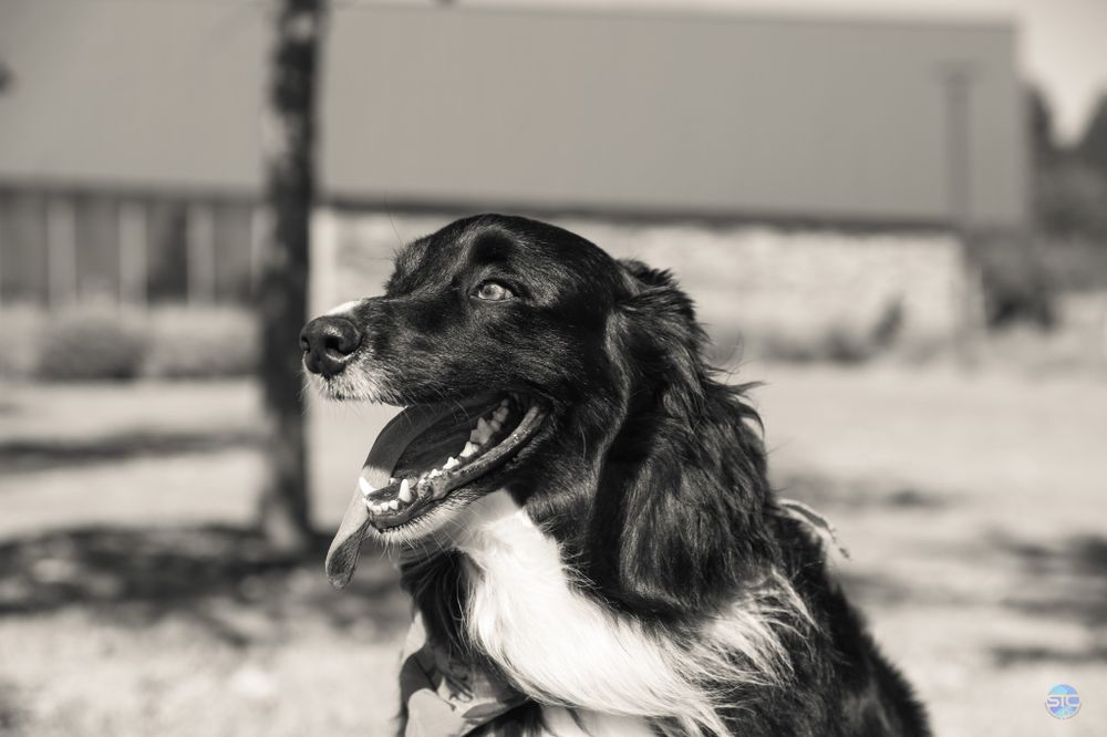 Black and white portrait of a happy border collie dog with tongue out and windswept fur outdoors.