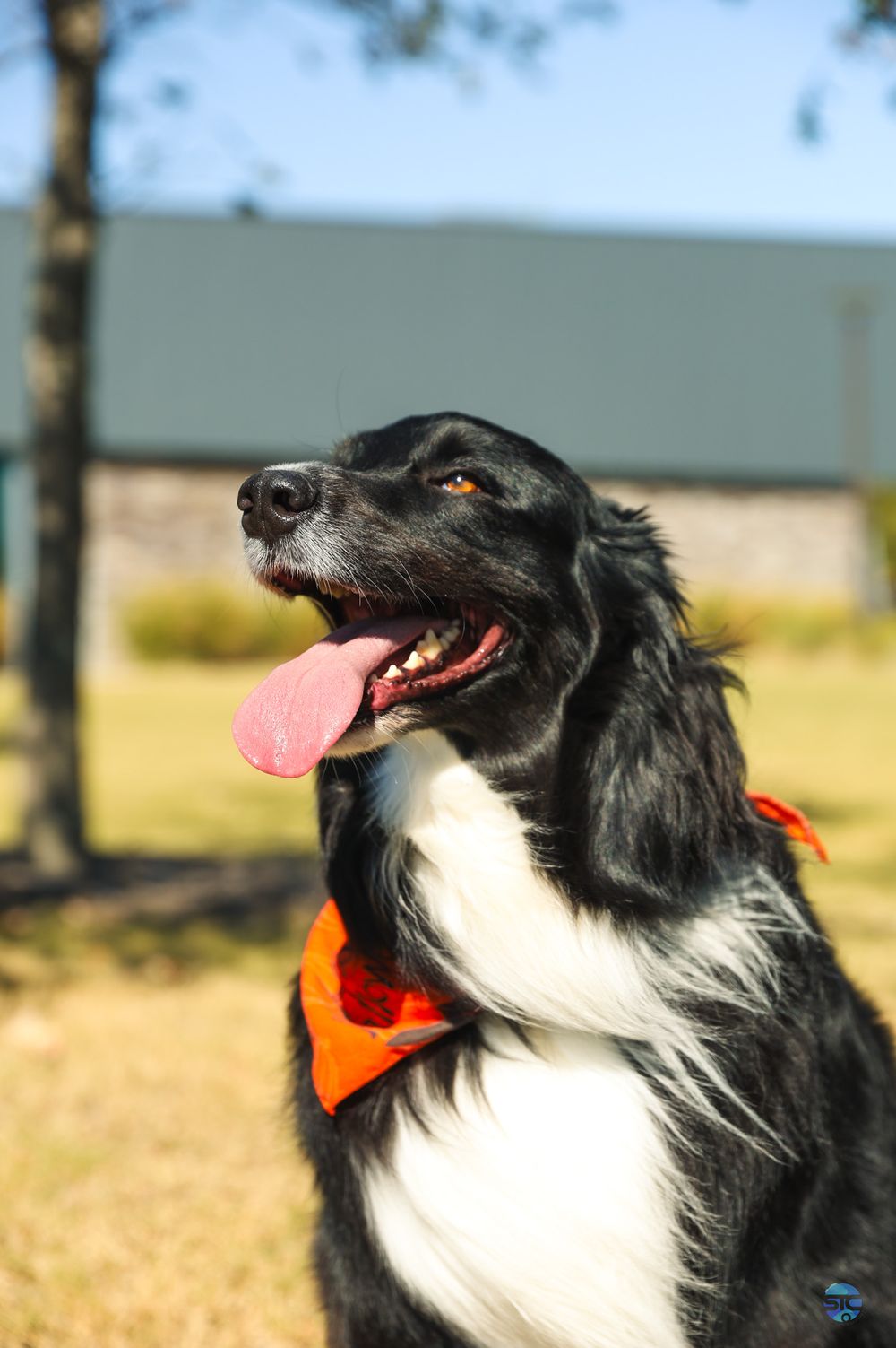 A happy Border Collie with black and white fur wearing an orange bandana poses outdoors with tongue out.