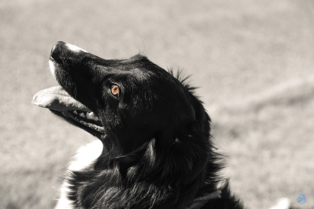 Close-up profile view of a black Border Collie dog with mouth open showing playful expression.