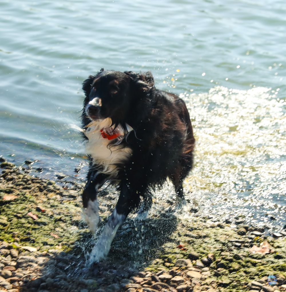 Black and white dog splashes joyfully through shallow water at the shoreline with a ball in its mouth.