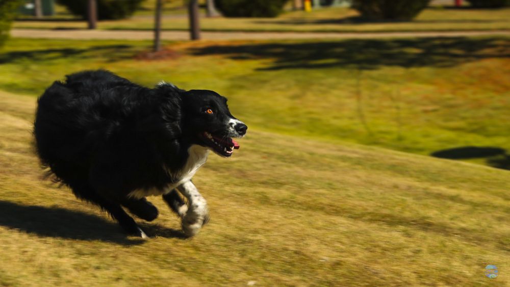 Black border collie running enthusiastically across a sunny grassy field.