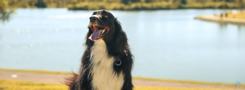 Tricolor Shetland Sheepdog barking while standing near a lake with autumn foliage in background.