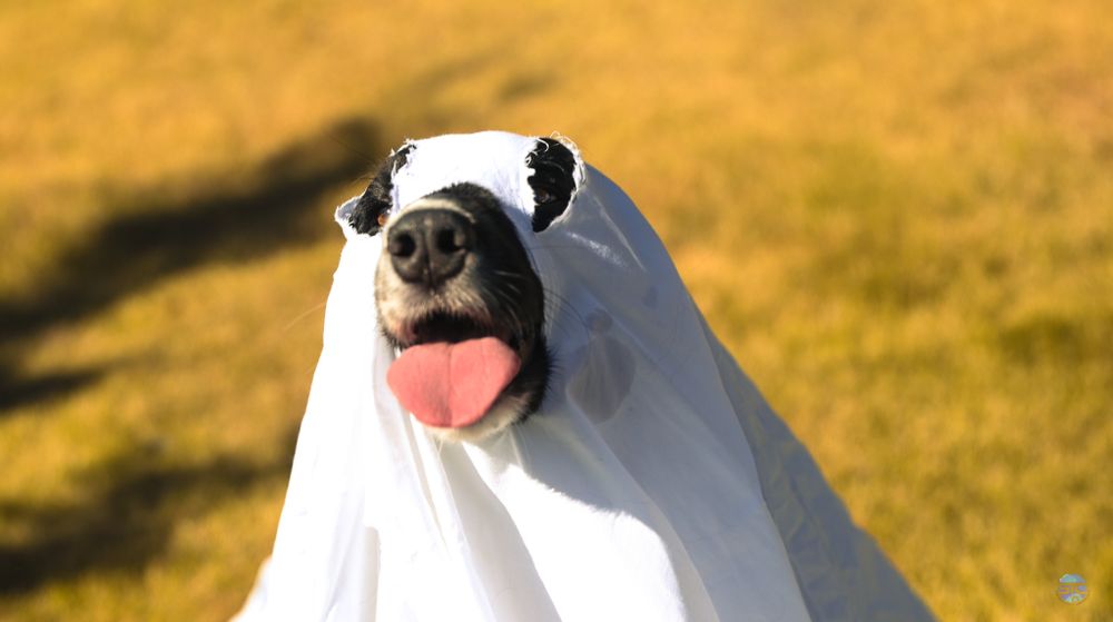 Dog wearing a white ghost costume with tongue sticking out playfully.