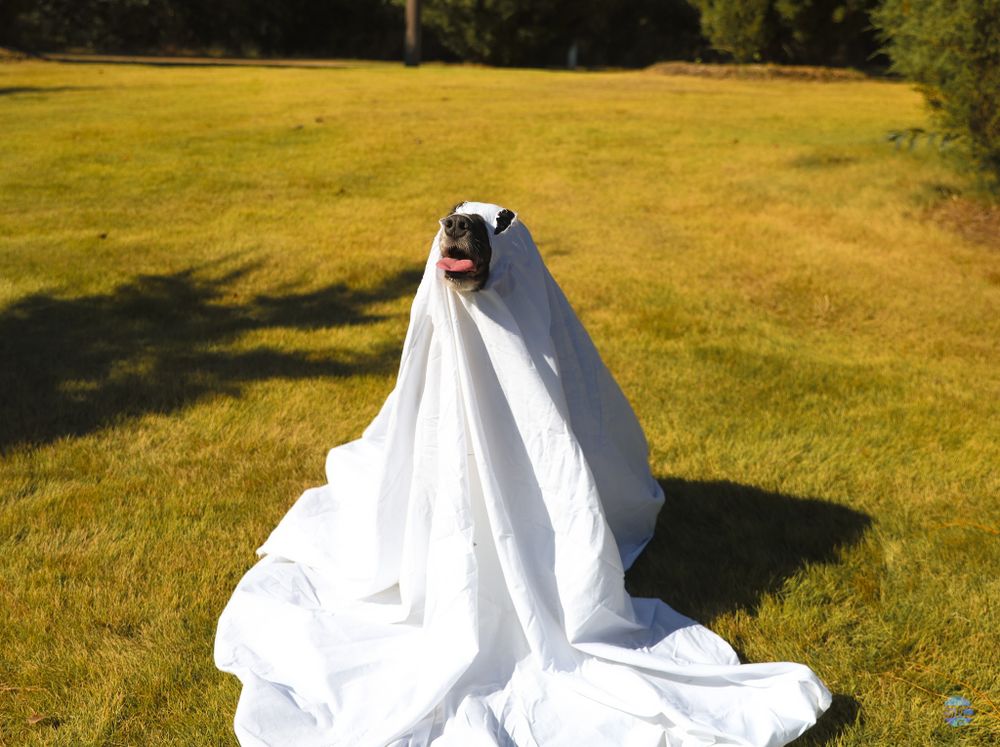 Dog dressed as ghost sitting on grass in bright sunlight.