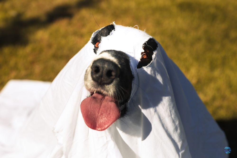 Close up of dog in ghost costume with tongue out against golden grass background.