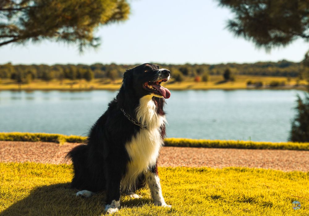 Black and white Border Collie sits attentively on grass overlooking a serene lake during golden hour.