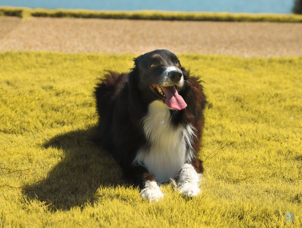 Happy Border Collie with black and white fur lounges on yellow grass with tongue out.