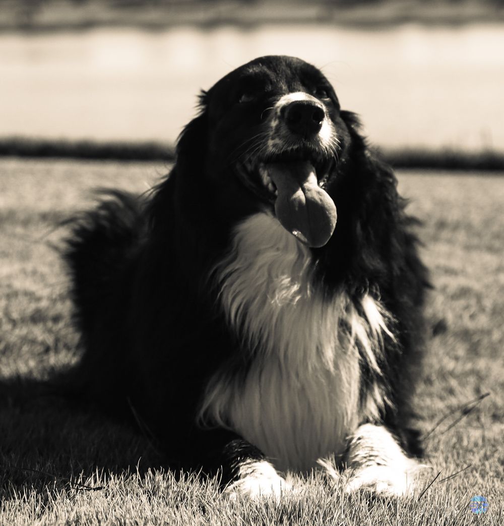 A black and white Border Collie dog sitting outdoors with tongue out in monochrome photography.