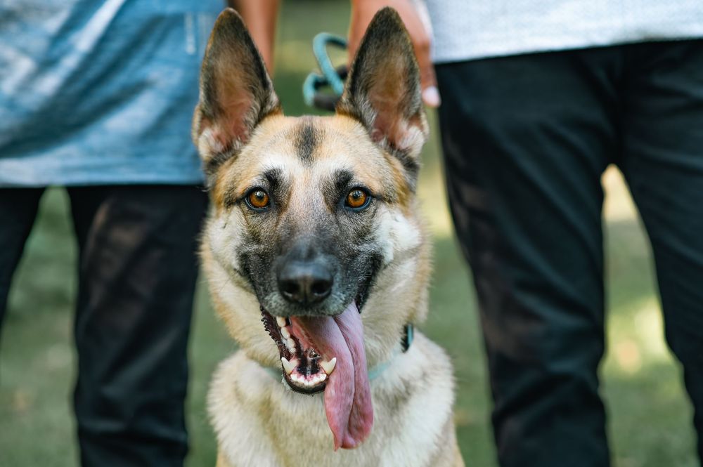 German Shepherd dog with mouth open showing playful expression in outdoor setting.