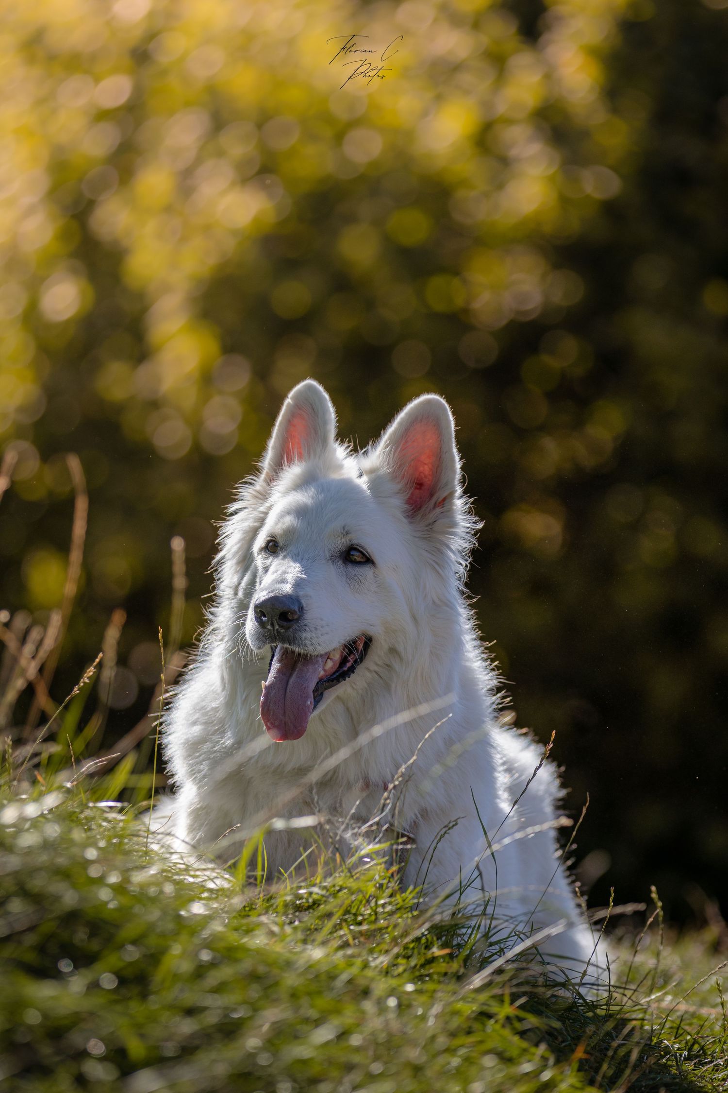 Berger blanc suisse / nature / Alsace / photo