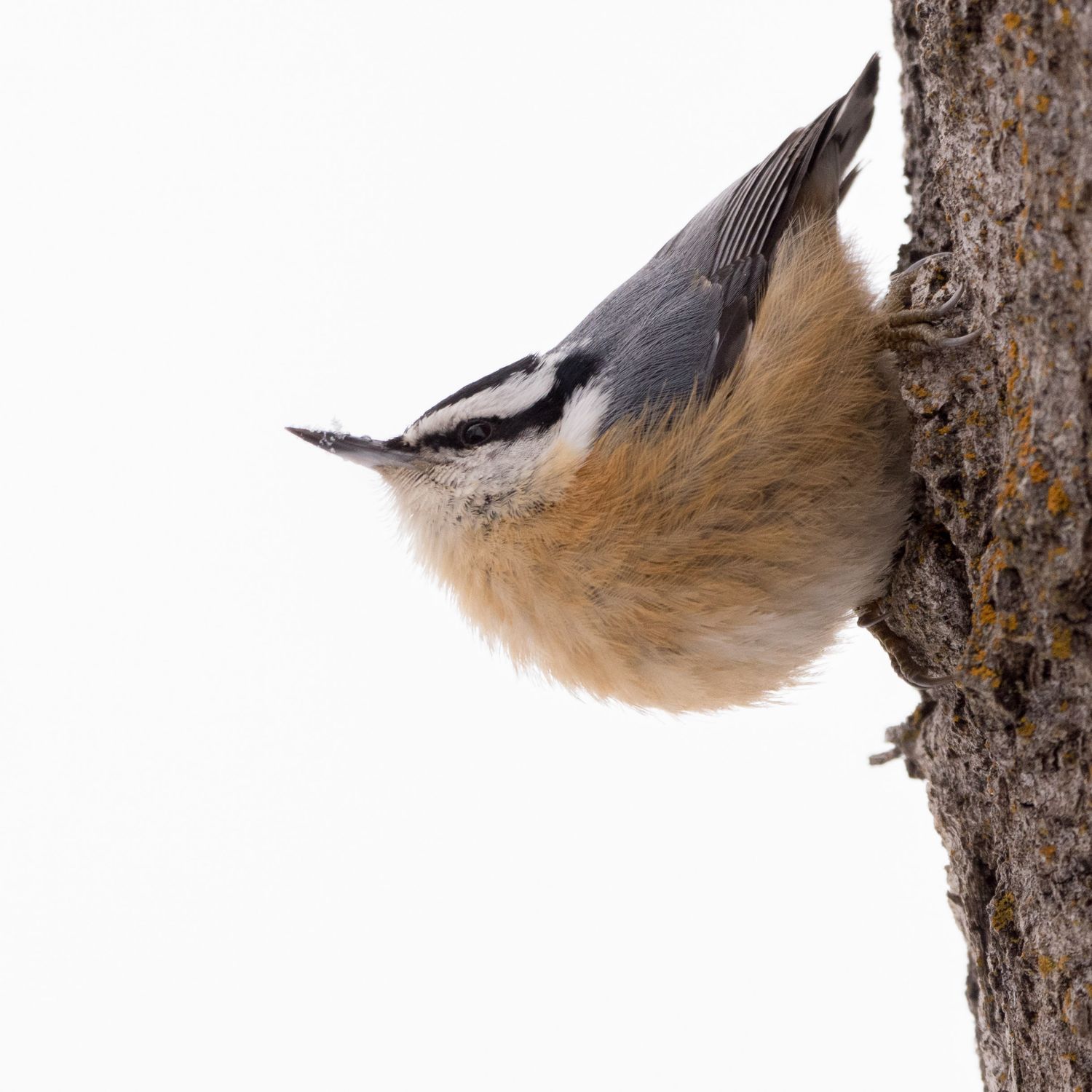 A red-breasted nuthatch clings to the side of a tree trunk. Photo by Jessica Rix. #wacc:attracted (to birdseed at house)