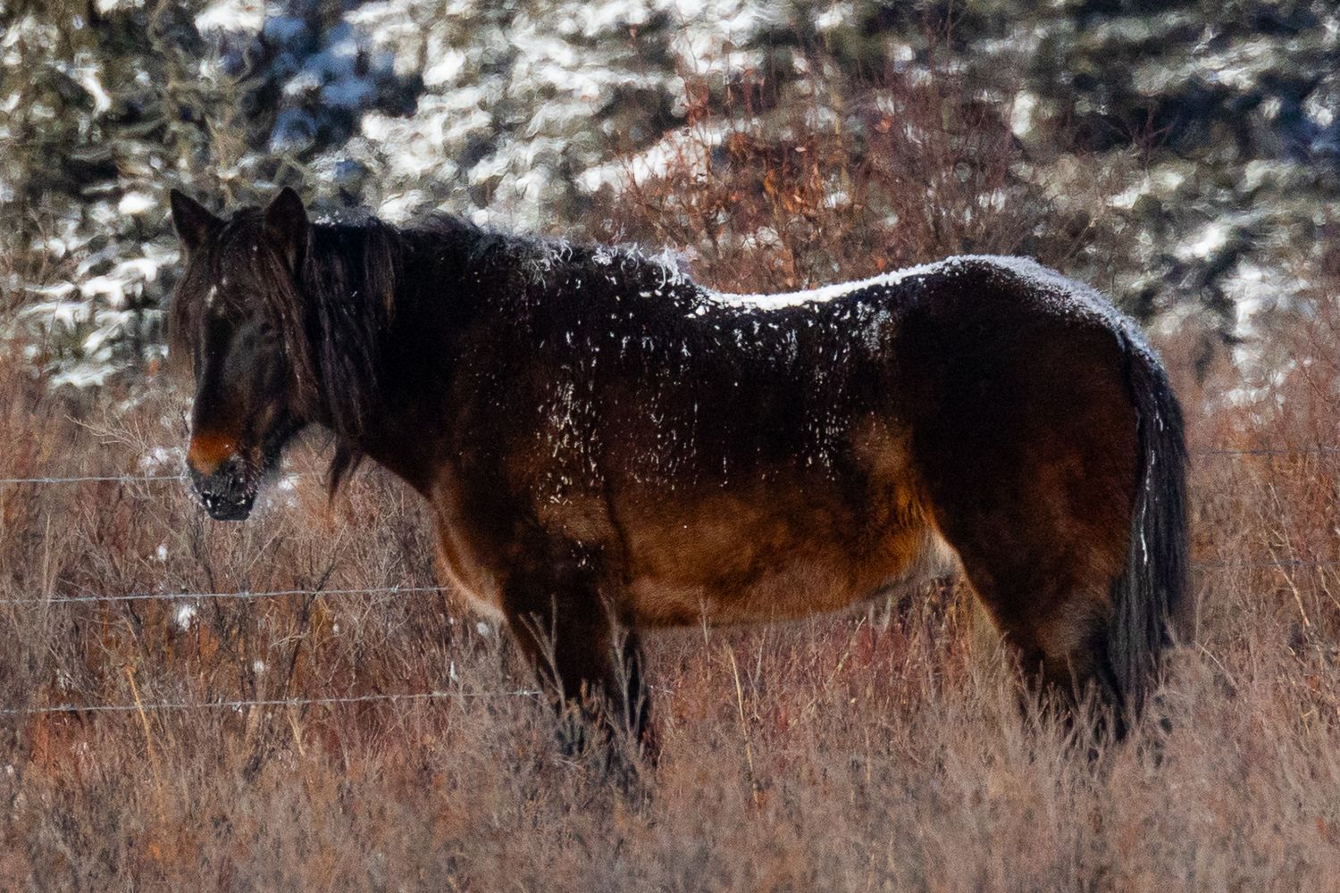 A dark bay horse dusted with snow stands in a frost-covered field beside a wire fence in winter.