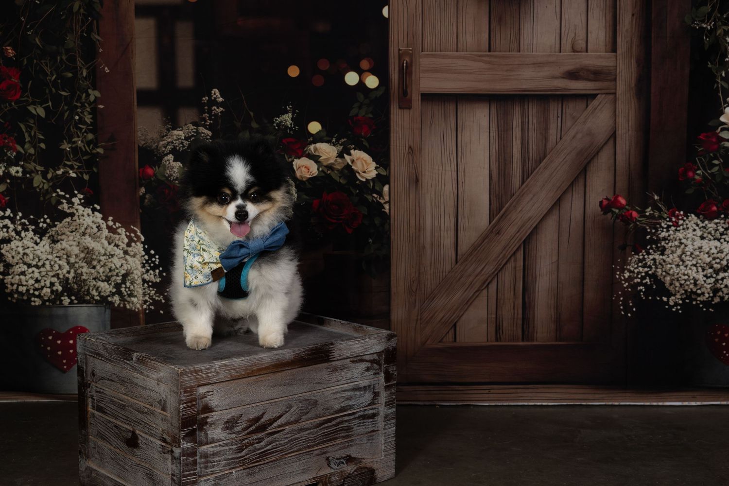 A fluffy Siberian Husky dog sits on wooden steps surrounded by flowers and rustic barn doors.