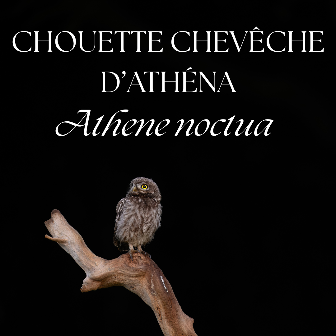 A little owl perched on a wooden branch against a dark background with French and Latin text overlay.