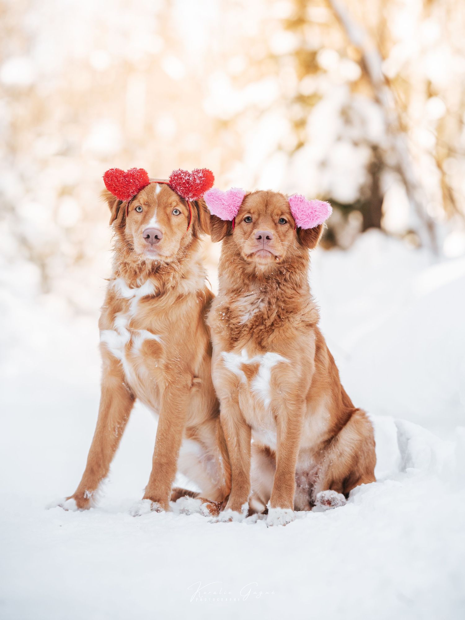 Two dogs, a brown and white dog and a gray and white dog, wearing heart-shaped accessories and sitting in the snow.