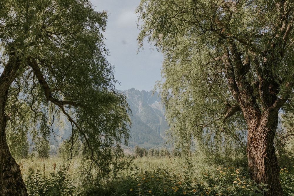 Scenic mountain landscape with drooping willow trees framing a misty valley view.