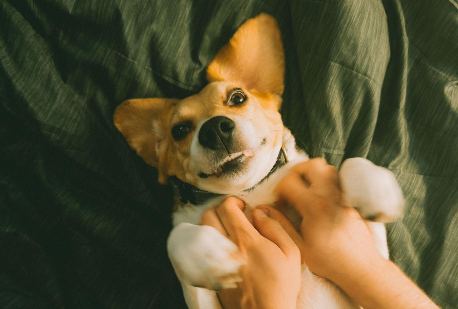 A series of photos showing a playful Shiba Inu puppy being held and cuddled by human hands against a dark background.