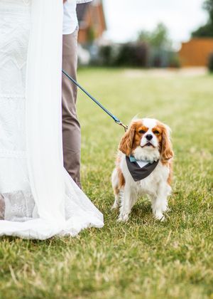 Adorable Cavalier King Charles Spaniel wearing bow tie bandana at outdoor wedding.