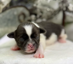 A tiny newborn kitten with closed eyes and pink nose rests peacefully on soft white bedding.