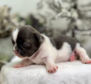 A row of tiny newborn kittens with pink paws and black and white fur sleeping close together.