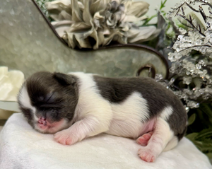 A tiny black and white newborn kitten sleeping peacefully on a soft white surface with floral decorations in background.