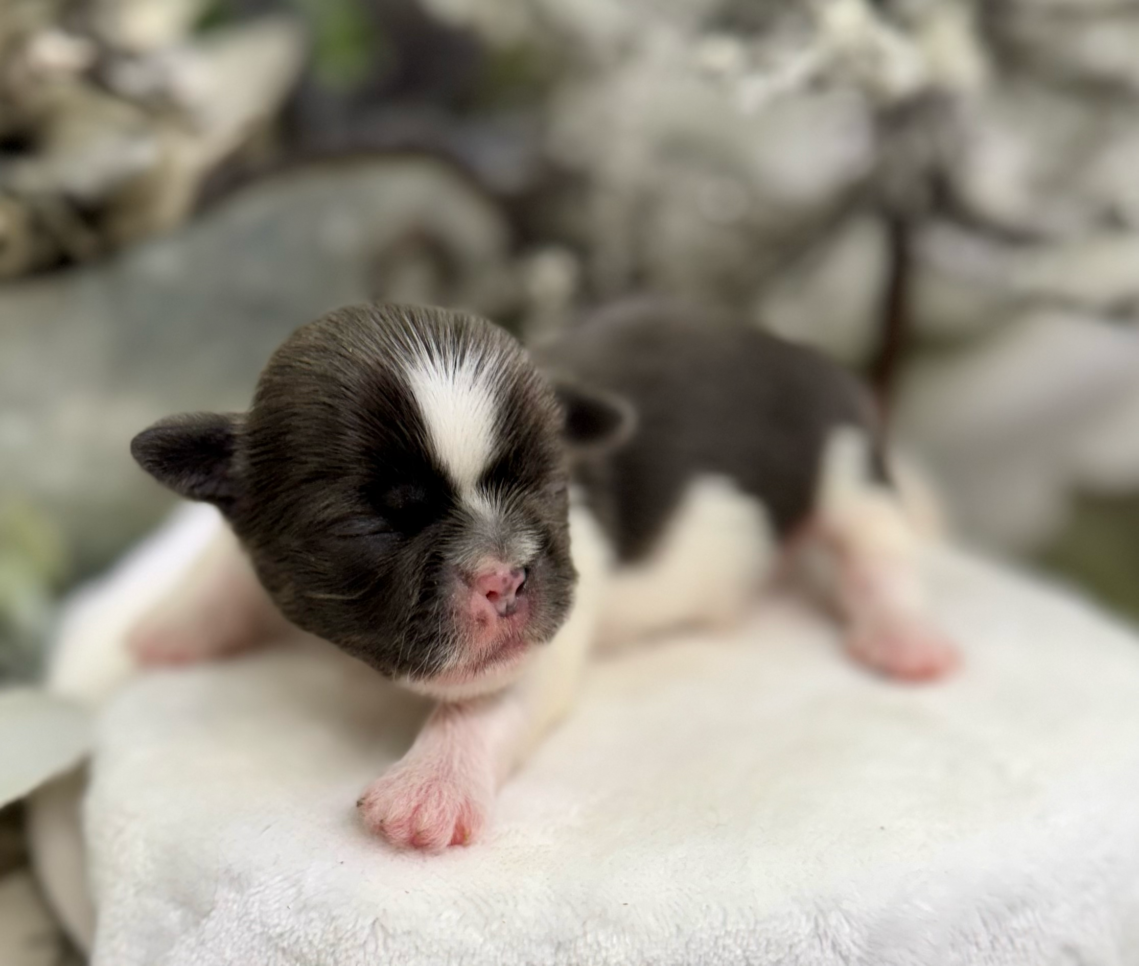 Newborn black and white kitten with pink nose sleeping on white fabric.