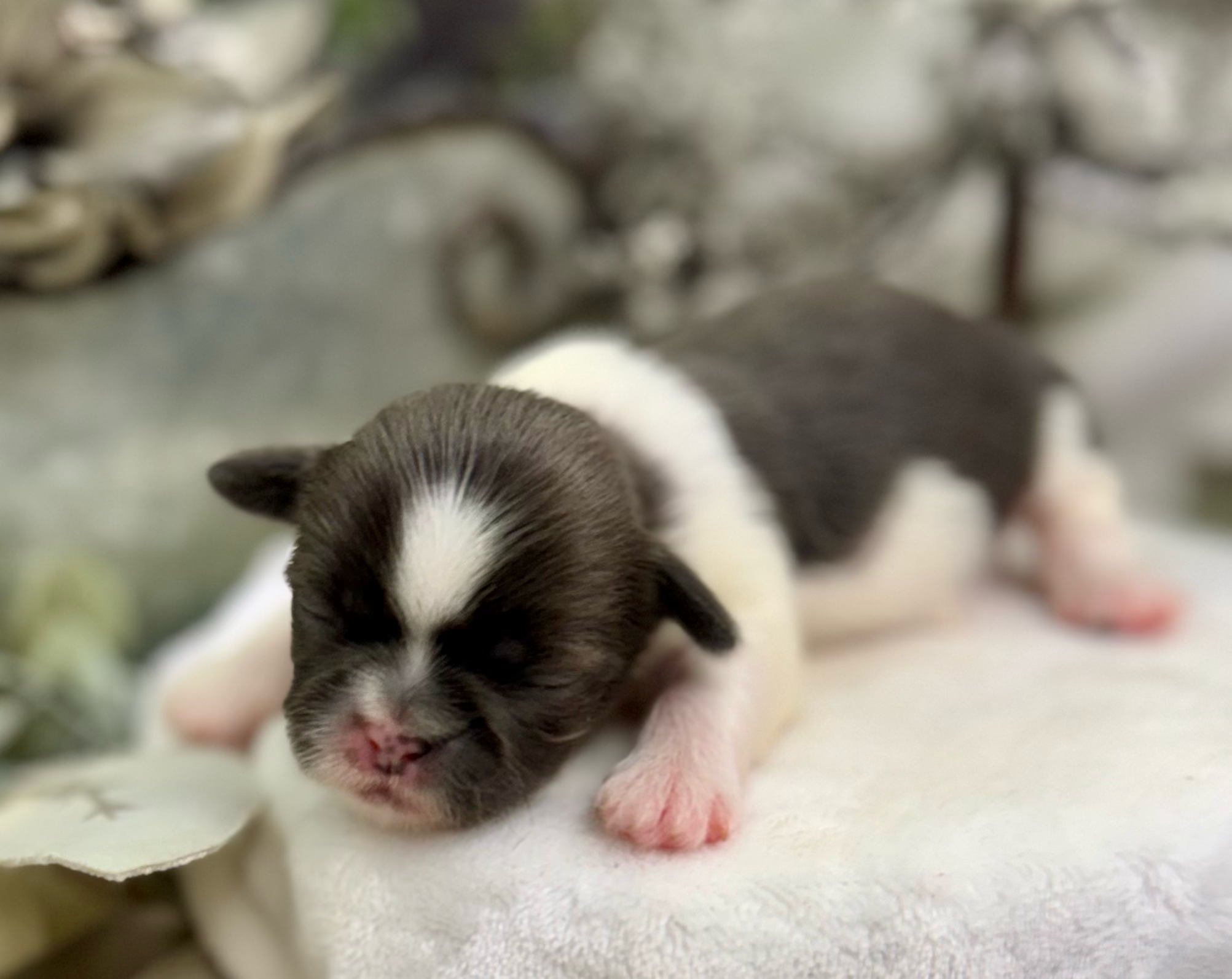 Tiny black and white kitten resting on white textured surface with paws visible.