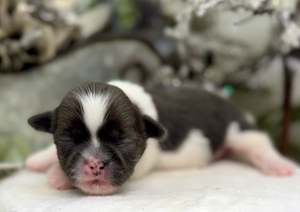 A series of seven close-up photos showing a tiny black and white kitten sleeping in different positions.