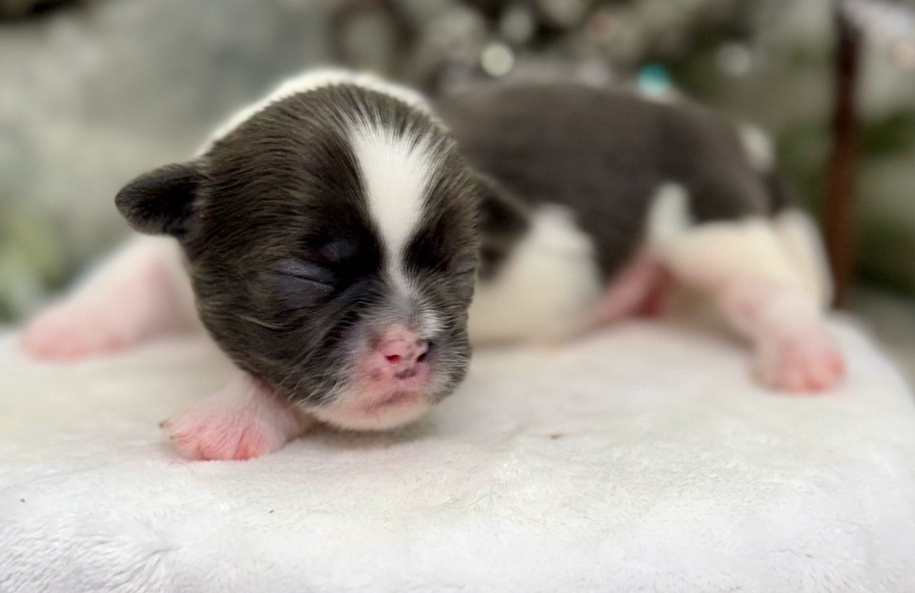 Tiny black and white kitten napping on white surface with blurred background.