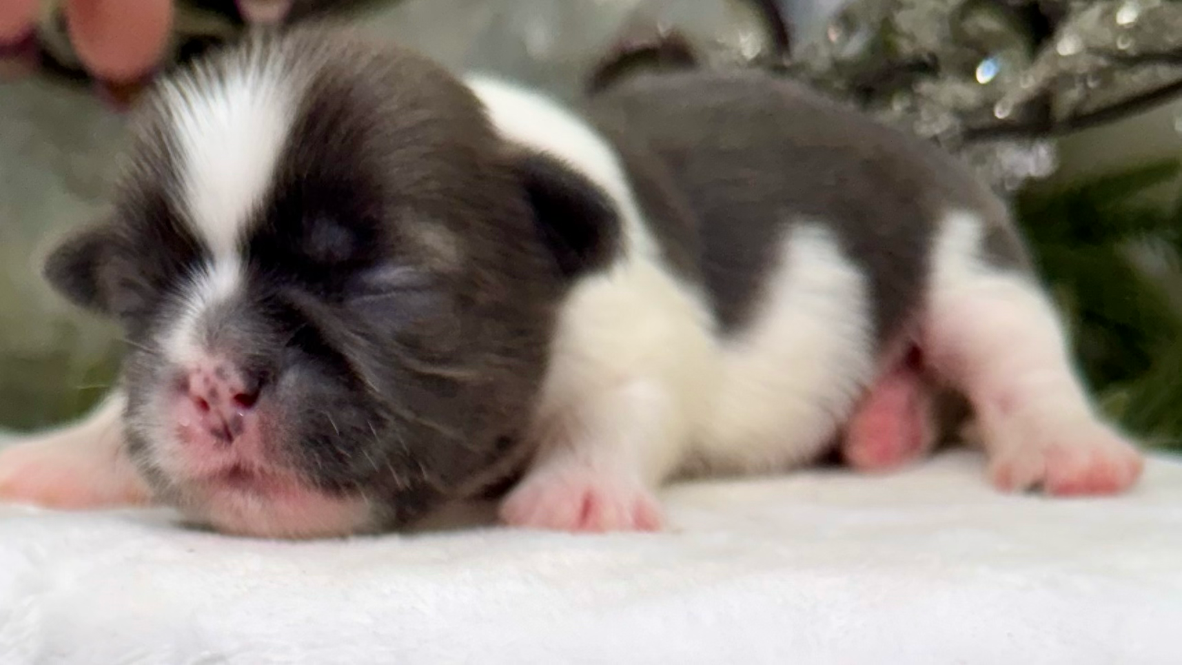 Newborn black and white kitten sleeping peacefully on soft white blanket.