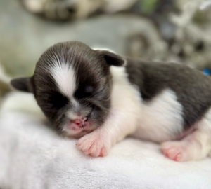 A tiny newborn black and white kitten sleeping peacefully on a soft white blanket.