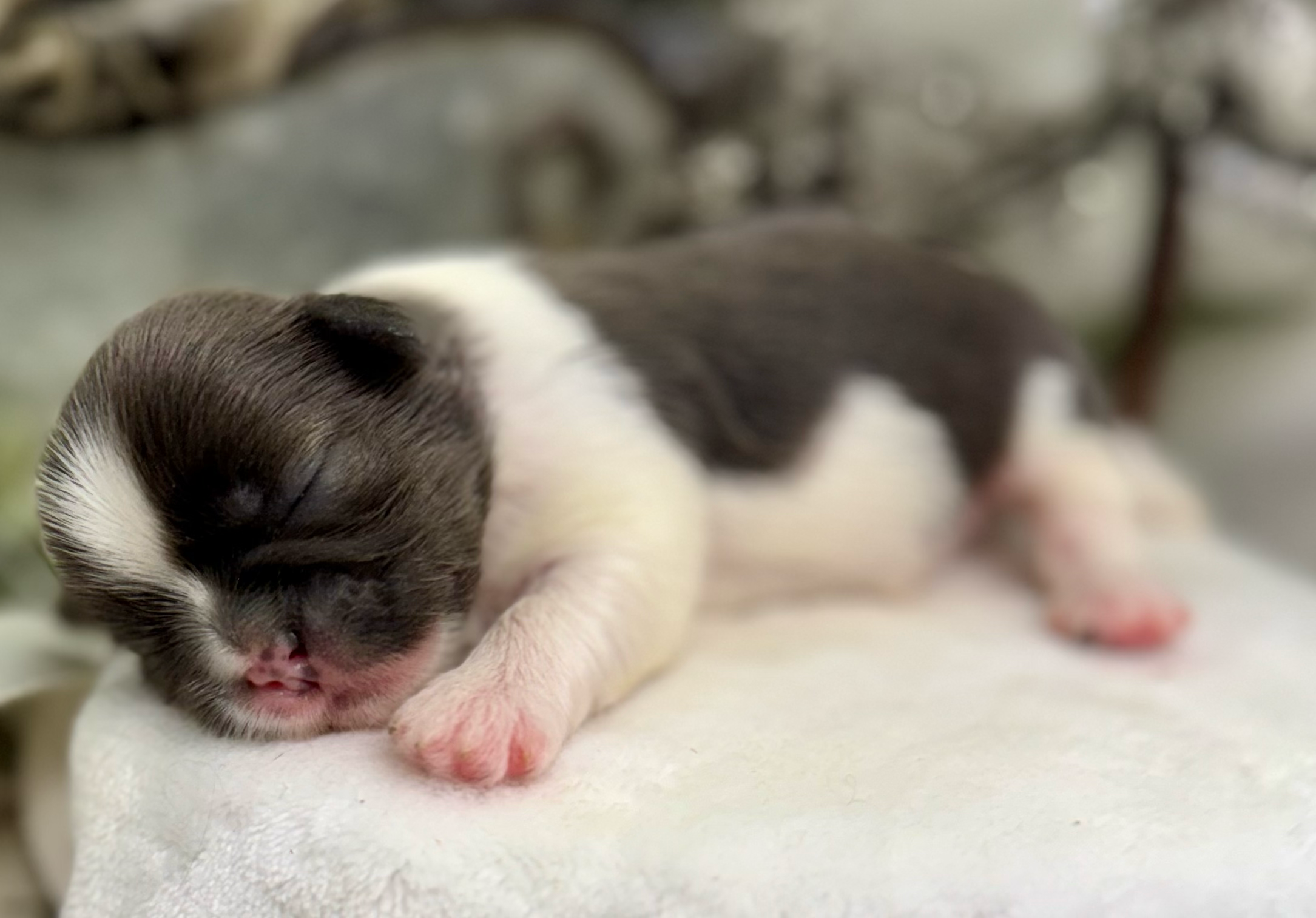 Close-up of sleeping black and white kitten's face showing pink nose and whiskers.