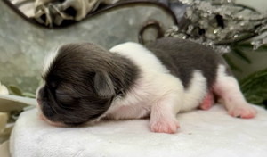 Tiny black and white puppies sleeping in a row on a white surface.