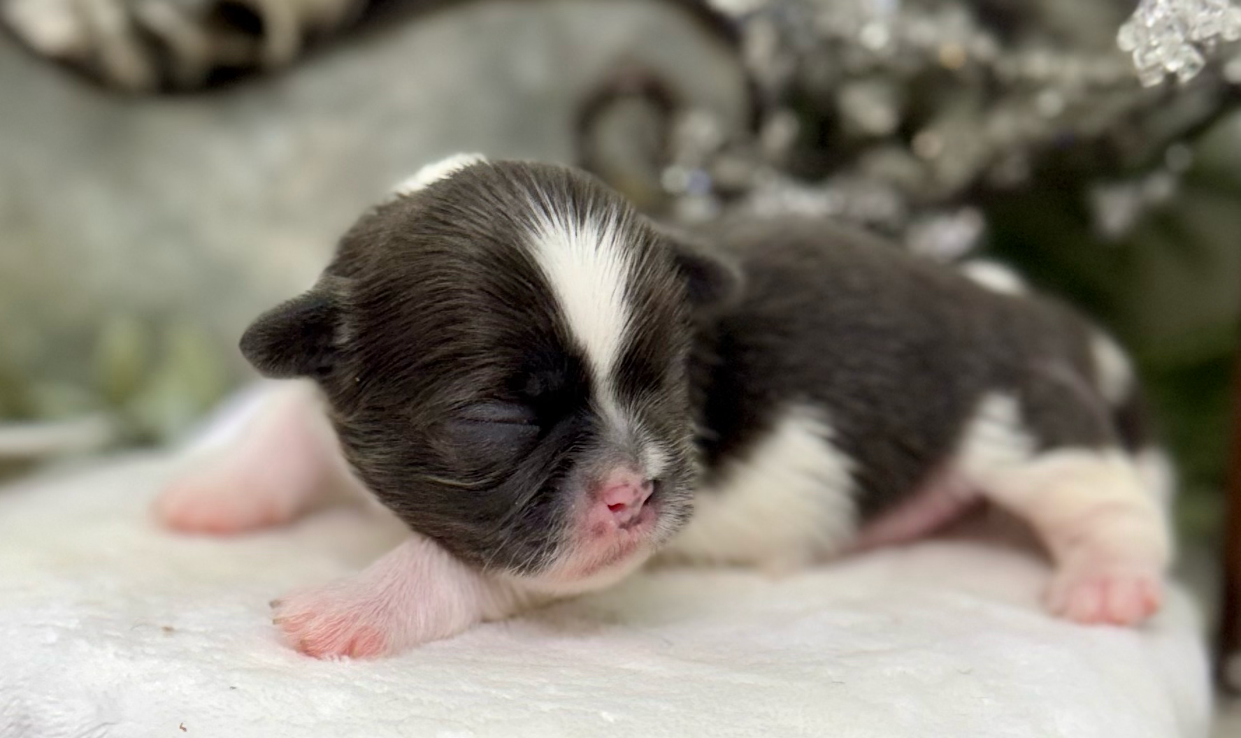 A tiny newborn black and white kitten with pink paws and closed eyes rests peacefully on a soft surface.