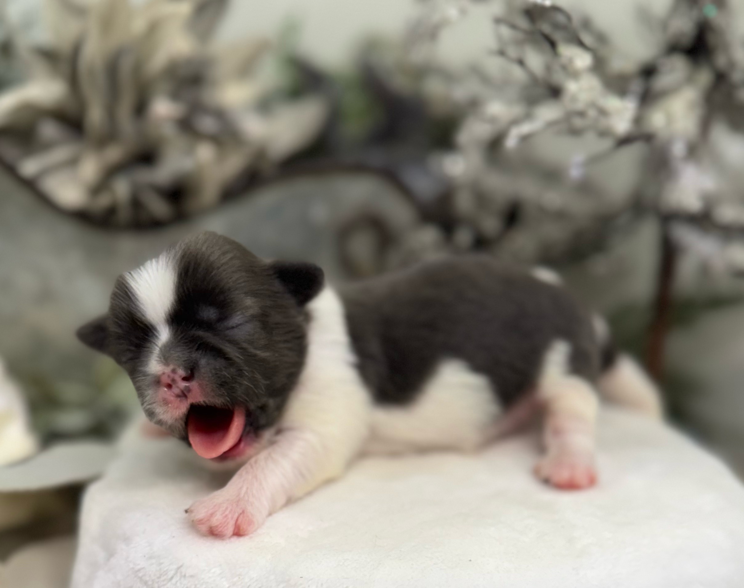 A newborn black and white kitten opens its mouth in a tiny yawn while resting on a soft white surface.
