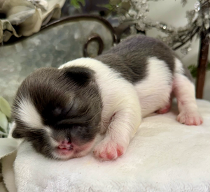 A tiny newborn black and white puppy sleeping peacefully on a white surface.